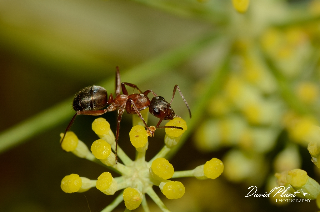 David Plant Photography - Wildlife Photography - Formica cunicularia - A.jpg - Formica cunicularia - Essex